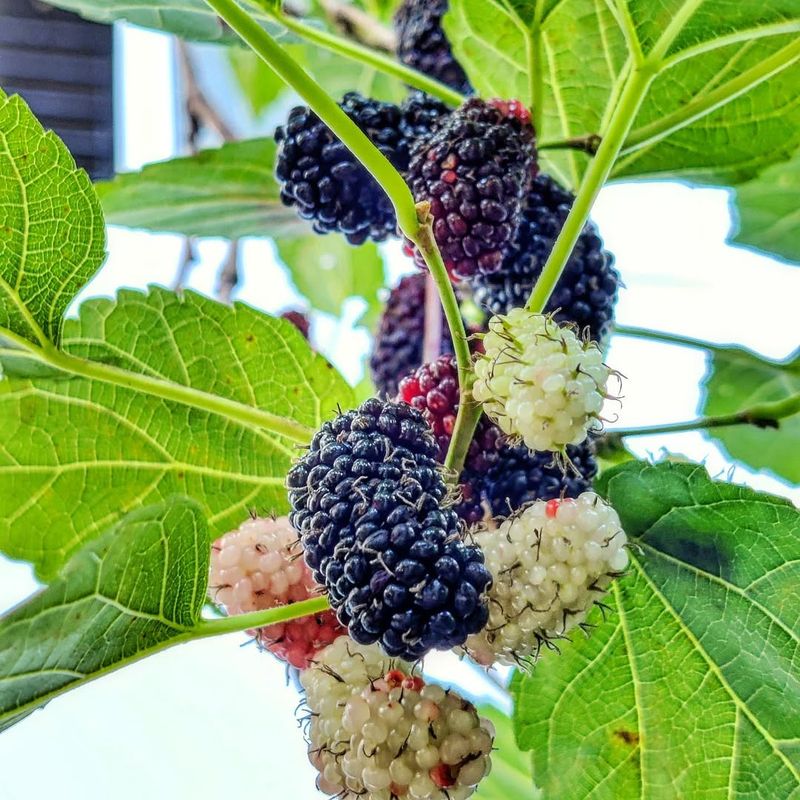 Mulberries