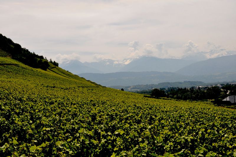 Roussette de Savoie (France)