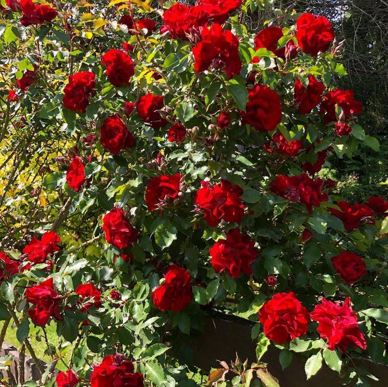 Red Climbing Rose