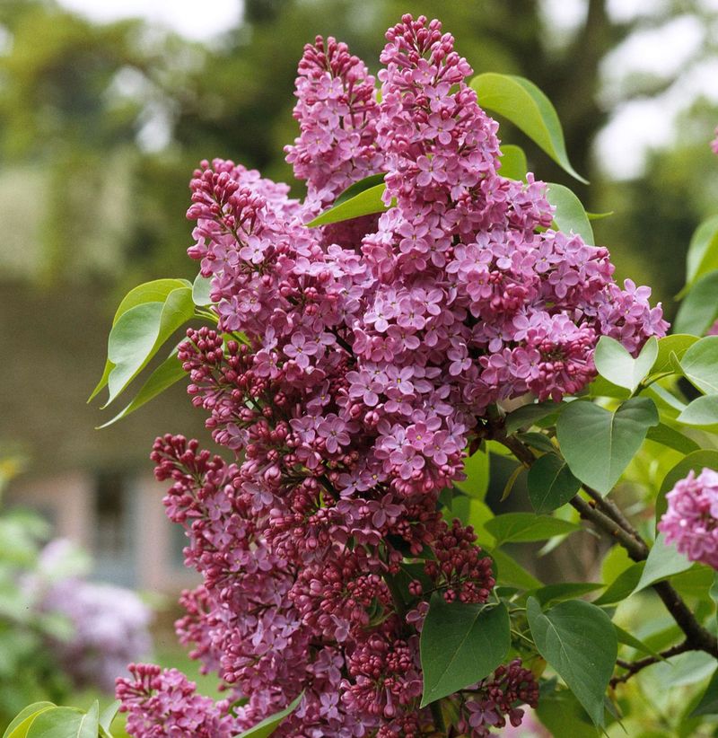 Lilacs