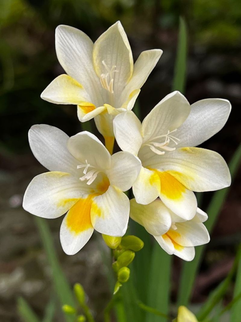 Freesia