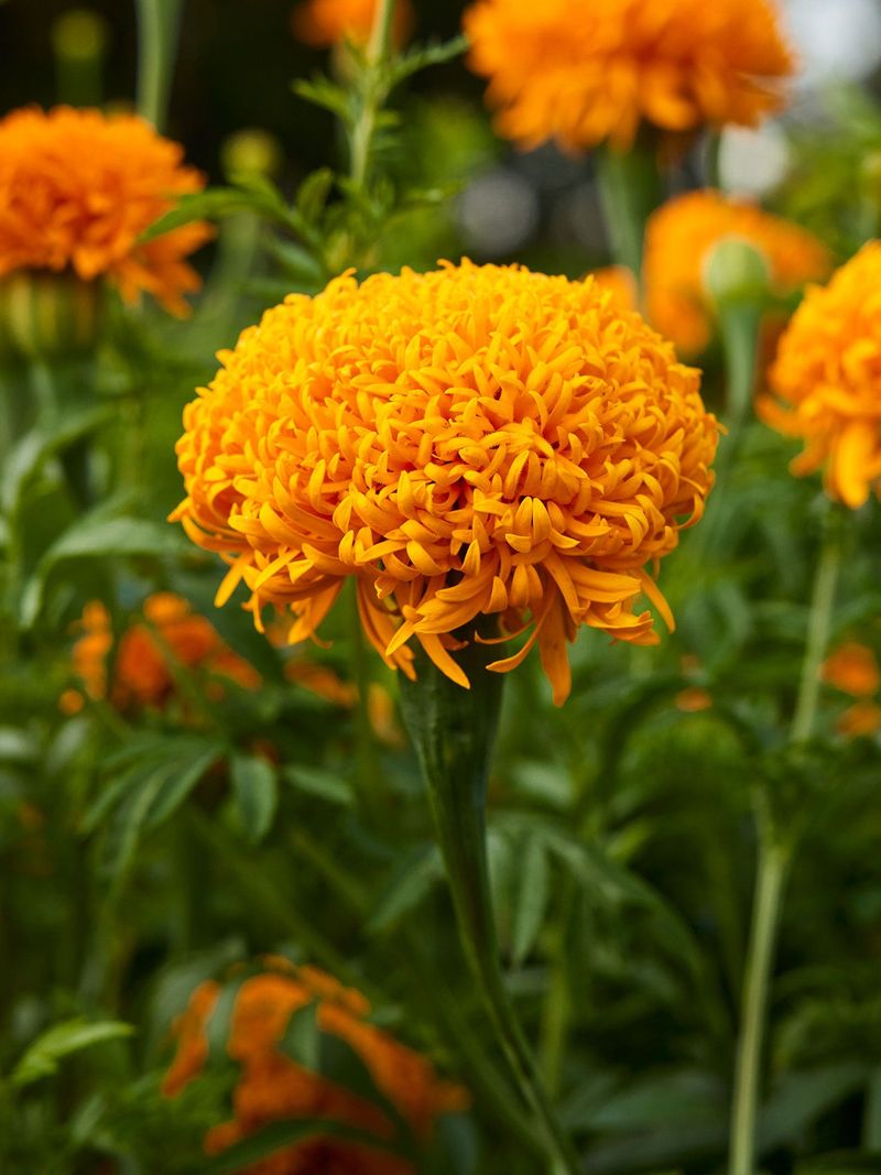 Marigold