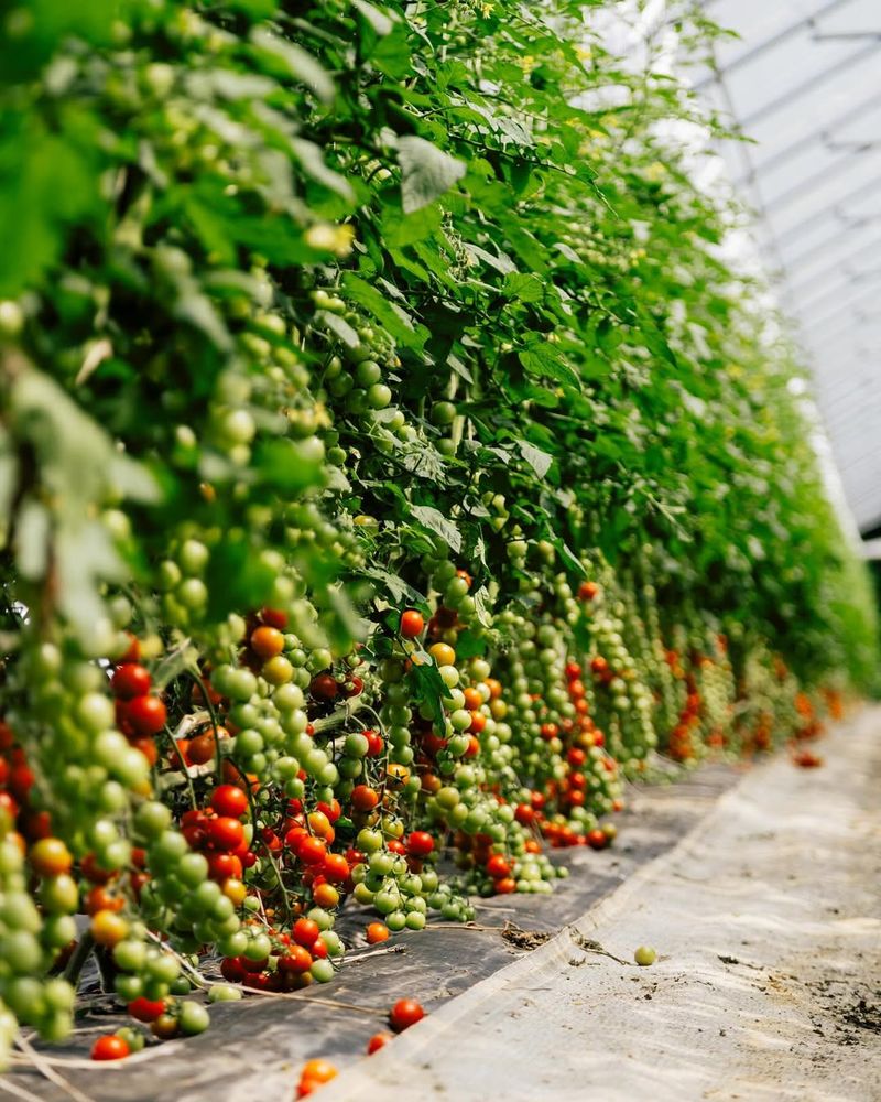 Cherry Tomatoes