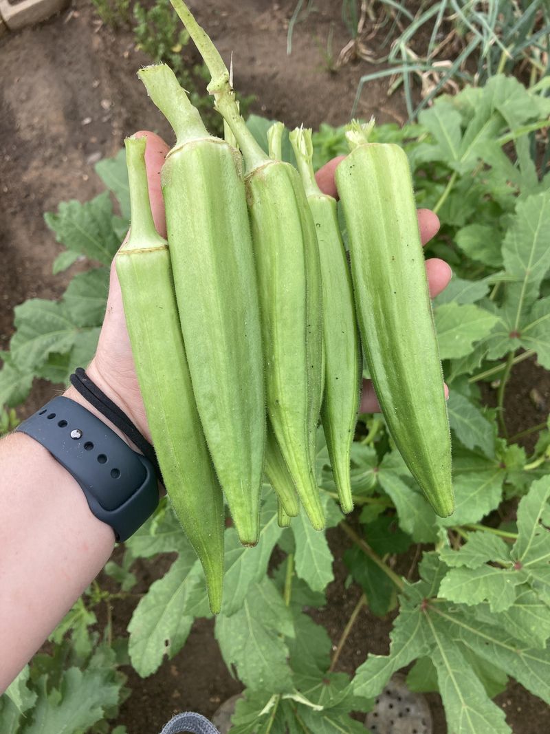 Okra