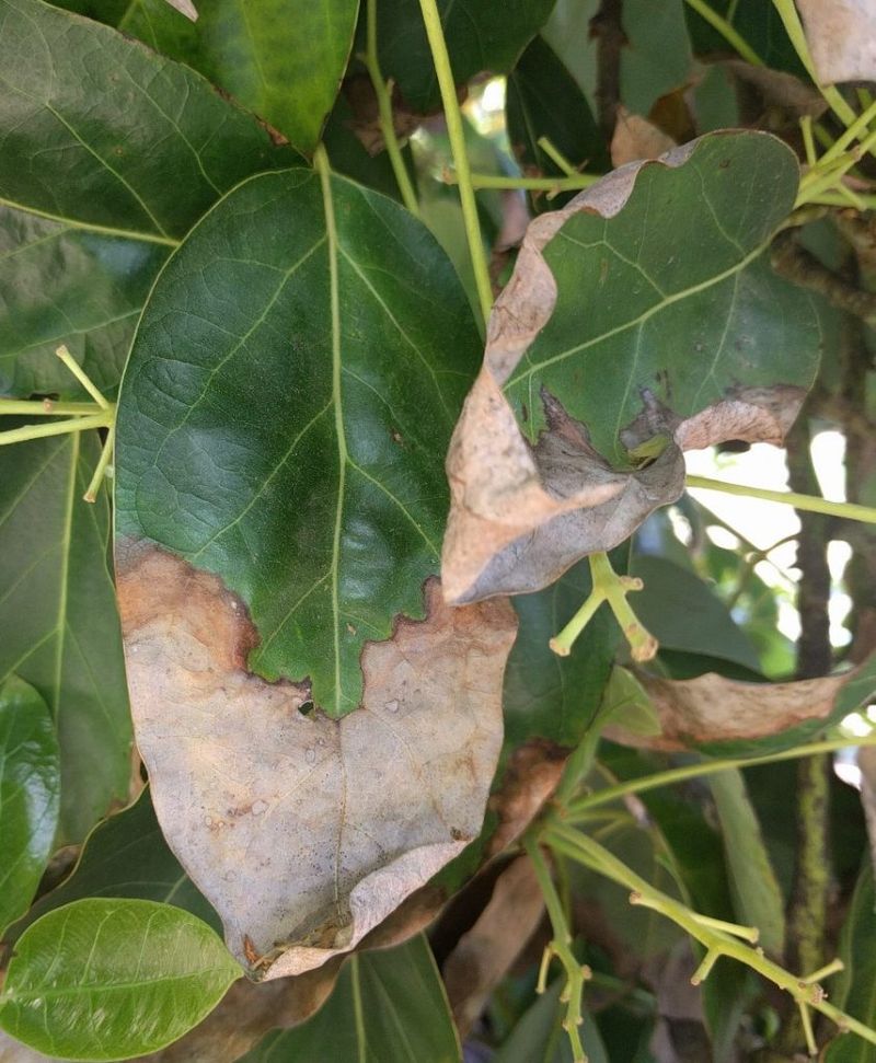 Sparse or Unhealthy Foliage