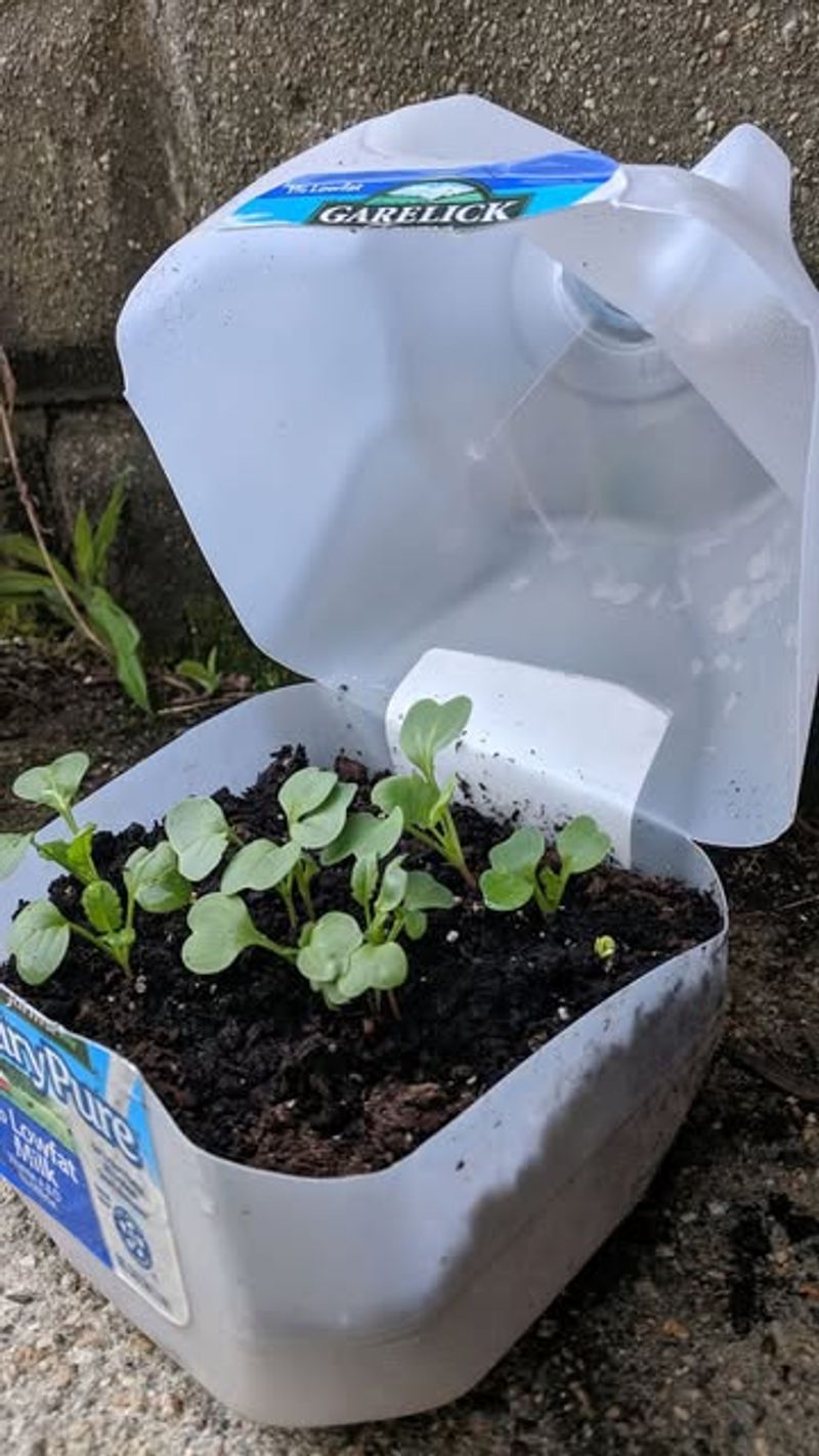 Milk Jug Greenhouses