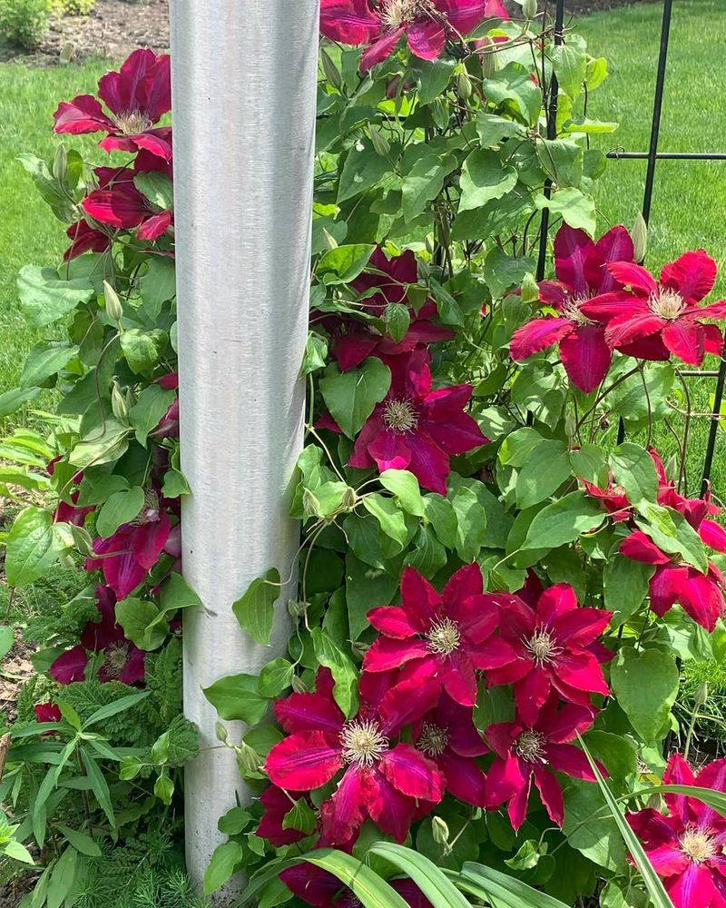Red Clematis