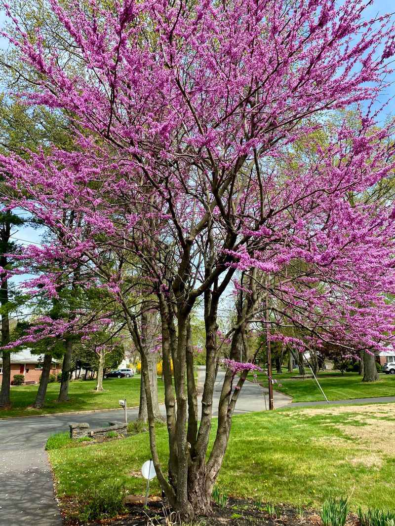 Eastern Redbud