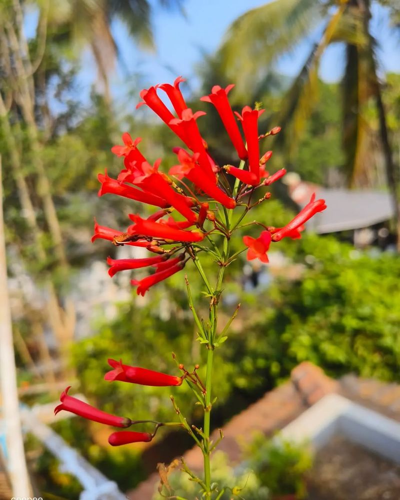 Firecracker Vine