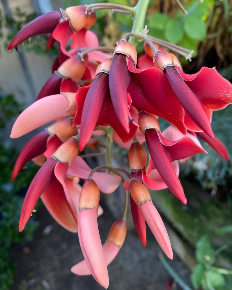 Red Coral Pea