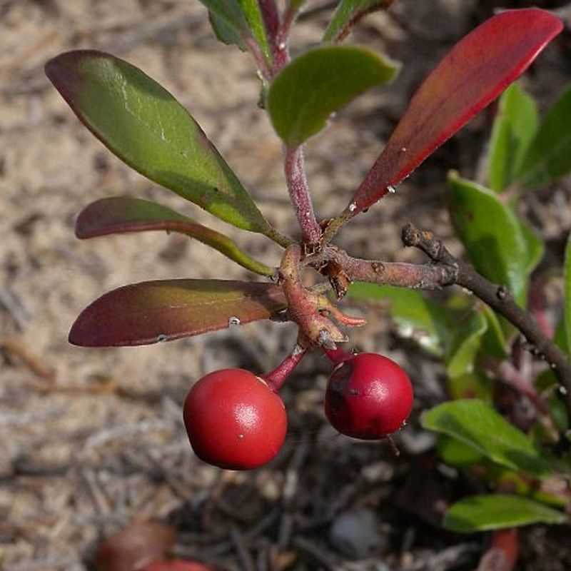 Bearberry