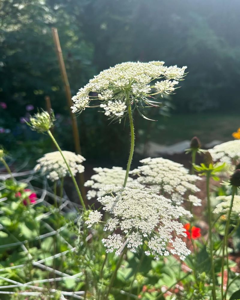 Queen Anne’s Lace (Daucus carota) – The Wild Carrot