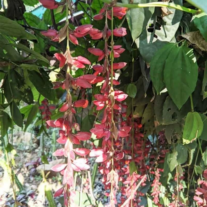 Red Thunbergia