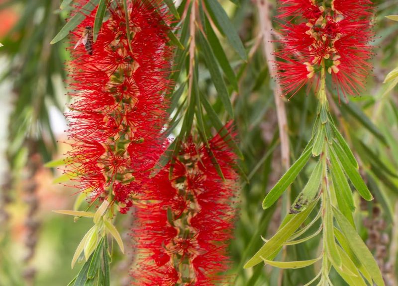 Red Bottlebrush