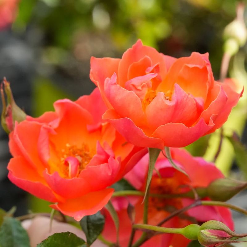Red Lady Banks