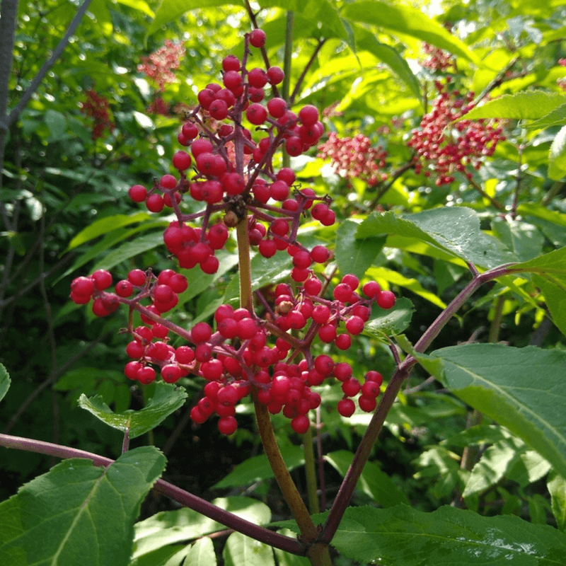 Red-berried Elderberry