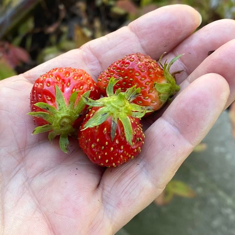 Mara des Bois Strawberry