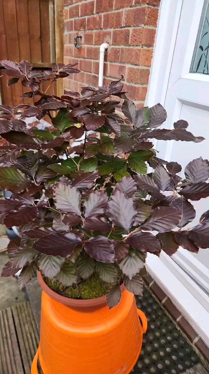 Copper Beech (Fagus sylvatica)