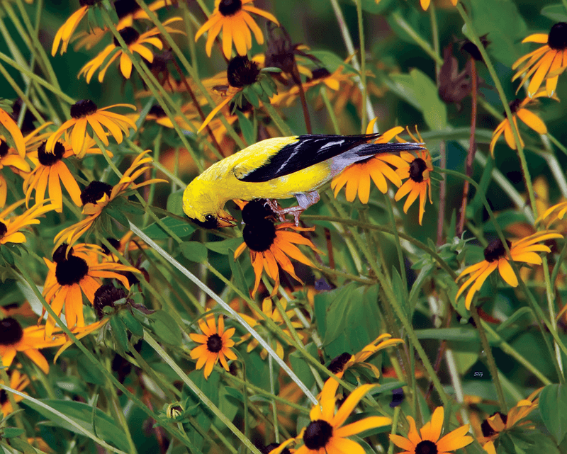 Black-eyed Susan