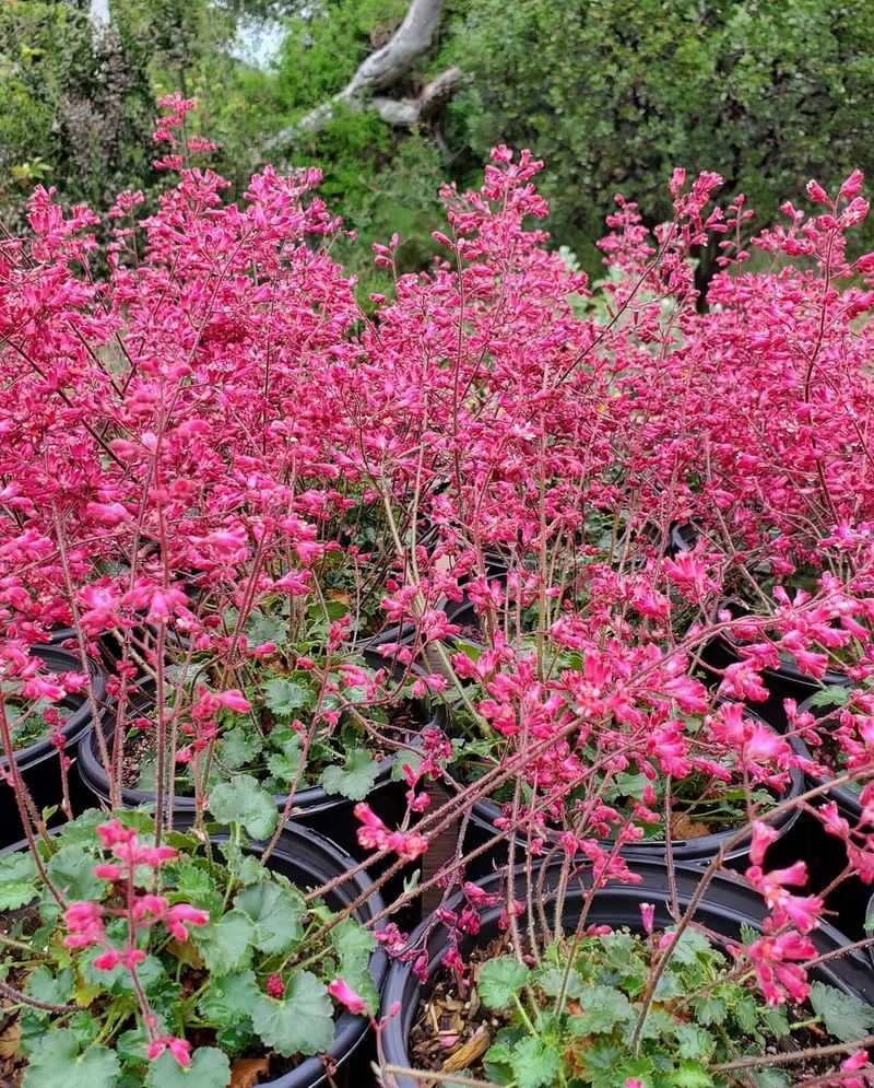 Red Coral Bells