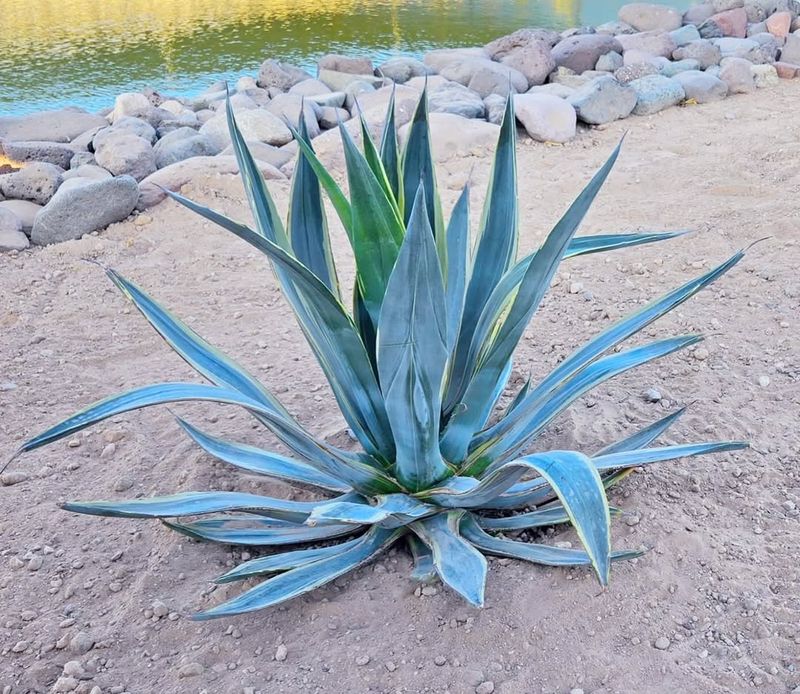 American Agave