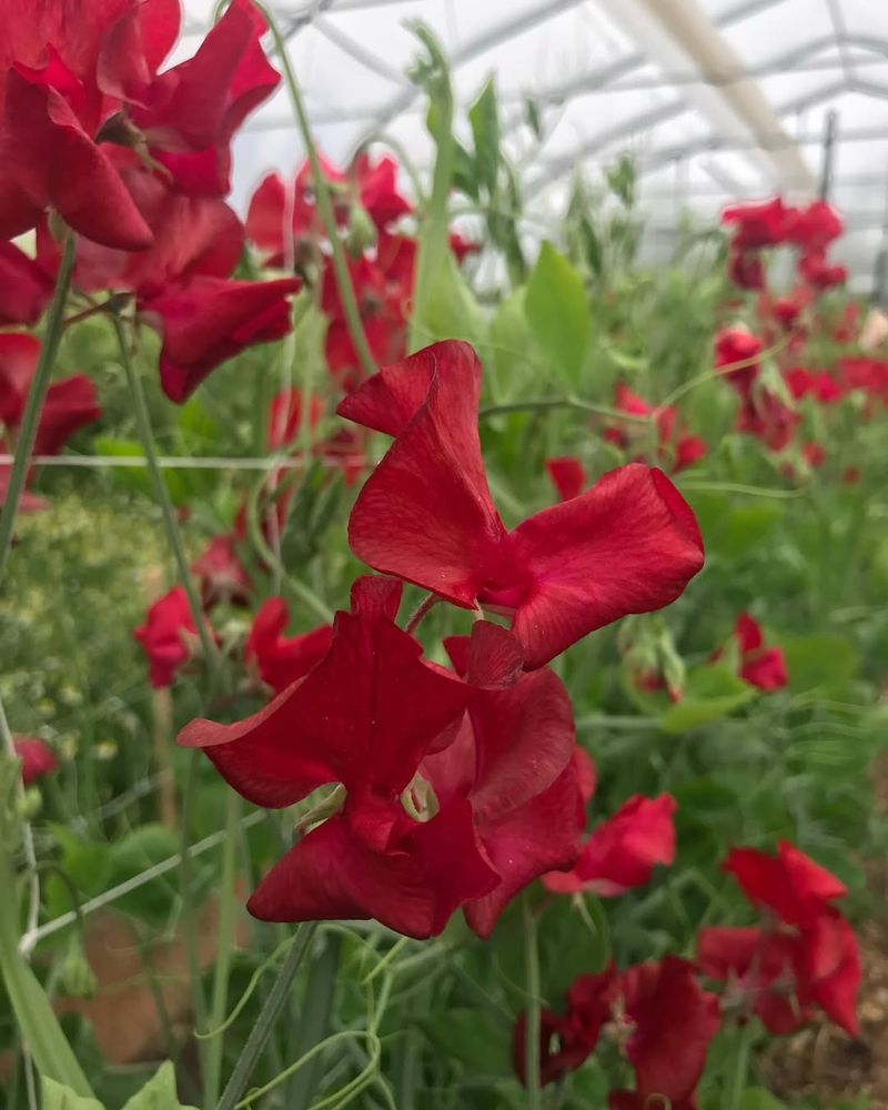 Red Sweet Pea