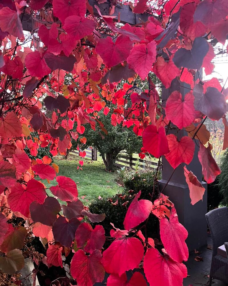 Crimson Glory Vine