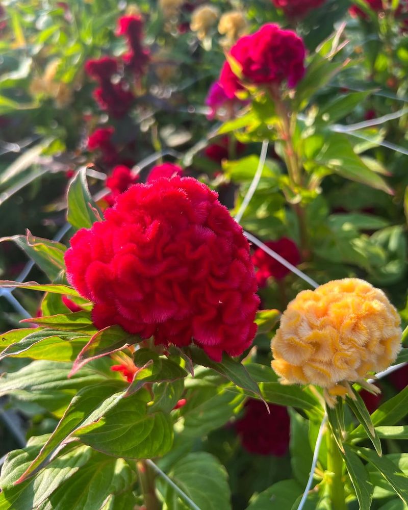 Red Coral Cockscomb