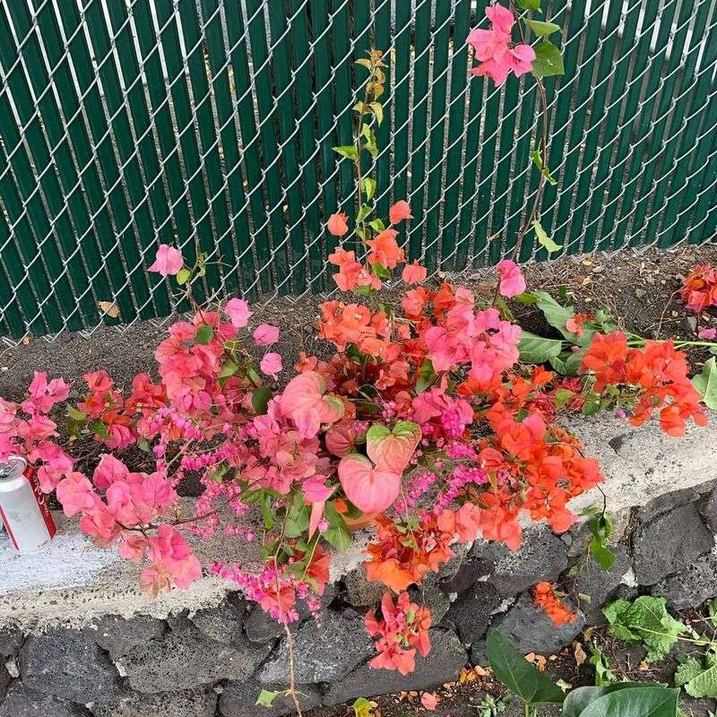 Red Coral Vine