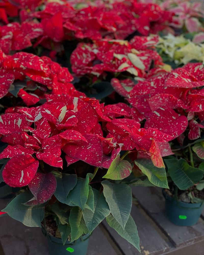 Red Stephanotis
