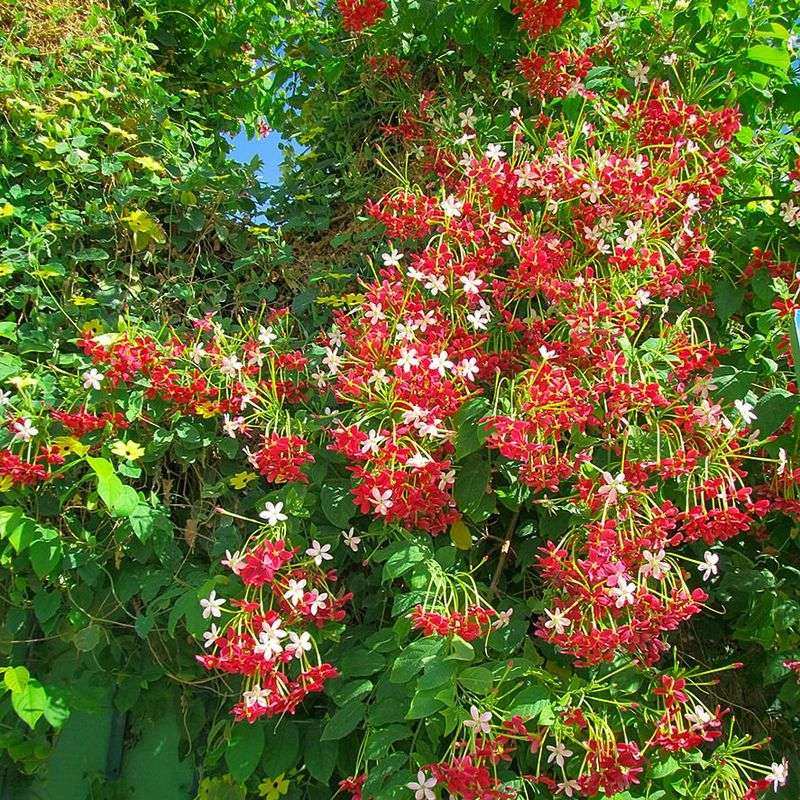 Rangoon Creeper