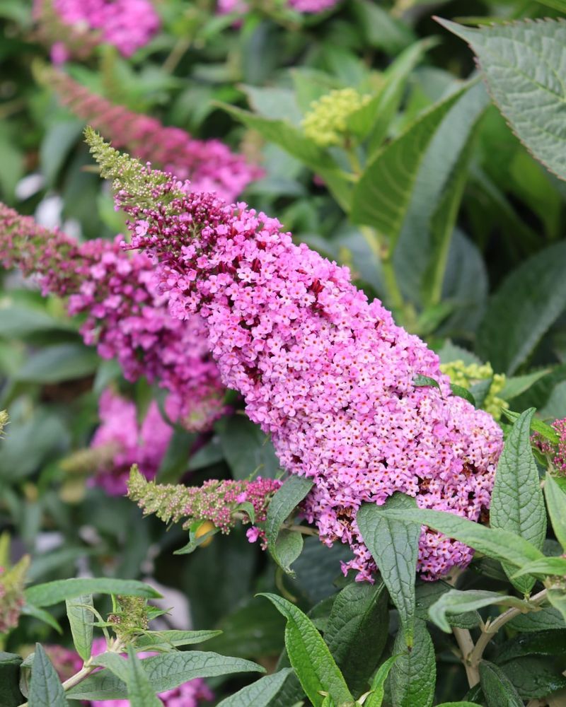 Butterfly Bush