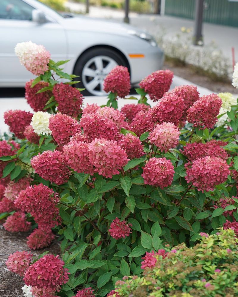 Red Climbing Hydrangea