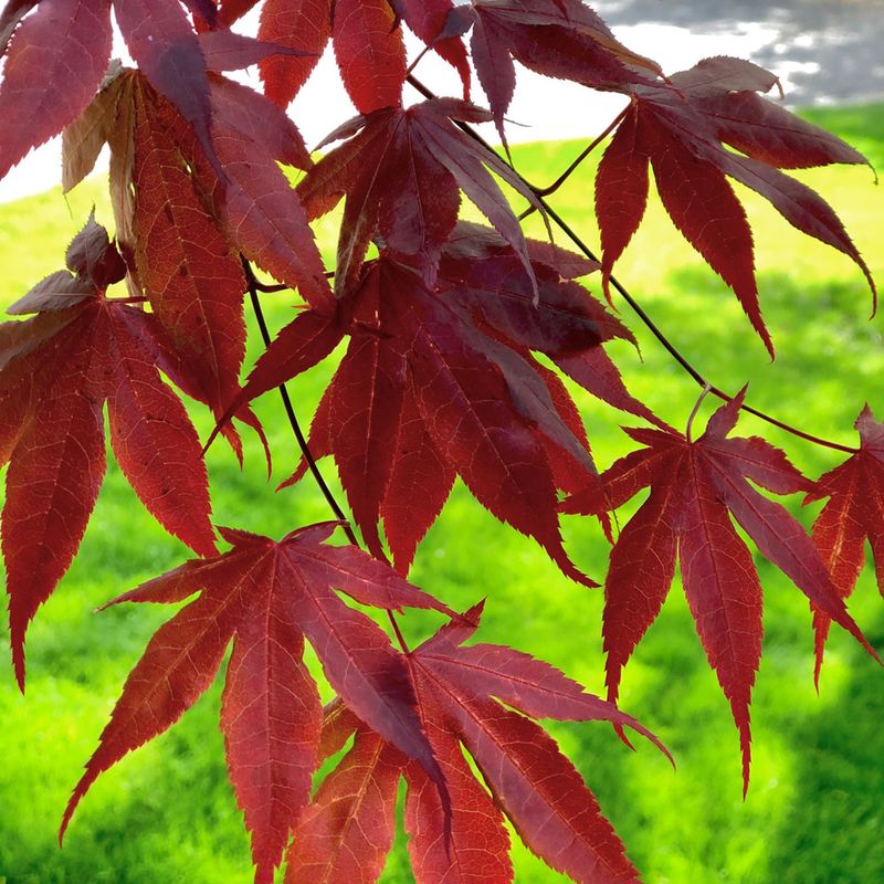 Japanese Maple