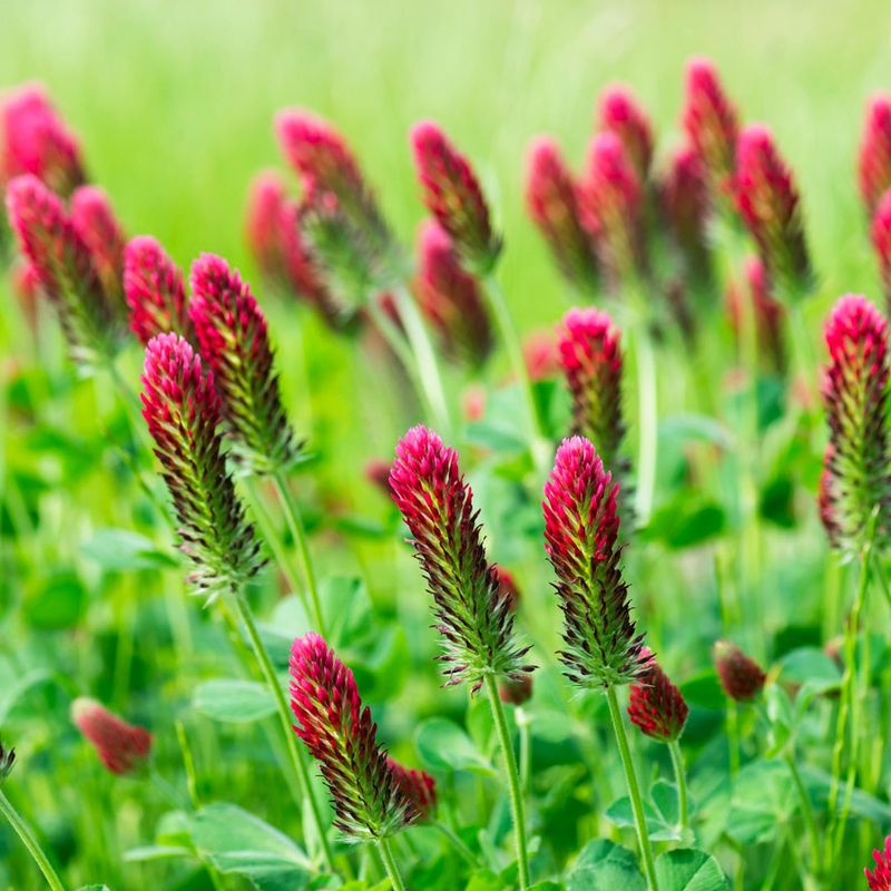 Crimson Clover