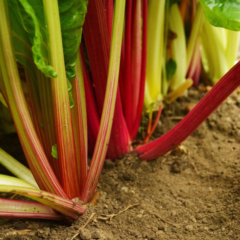 Chard ‘Bright Lights’