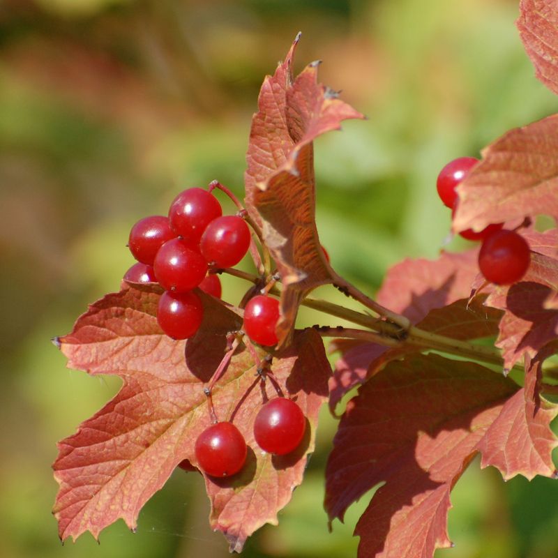 Cranberry Bush