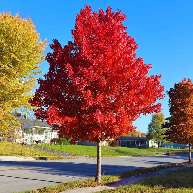 Autumn Blaze Maple