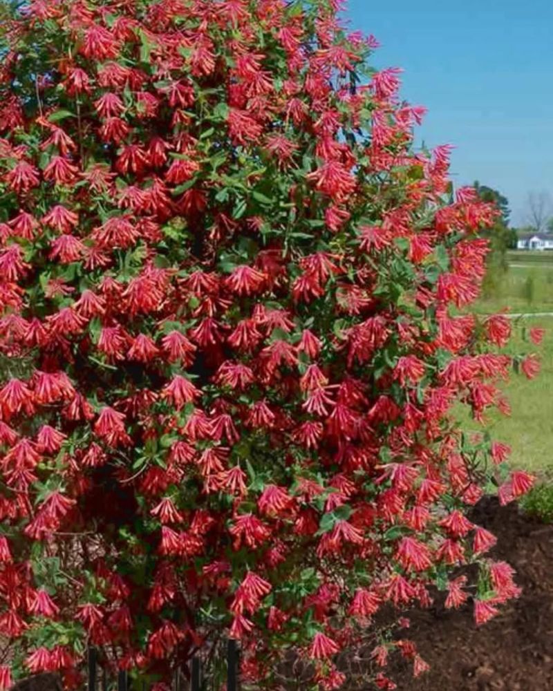 Red Trumpet Honeysuckle