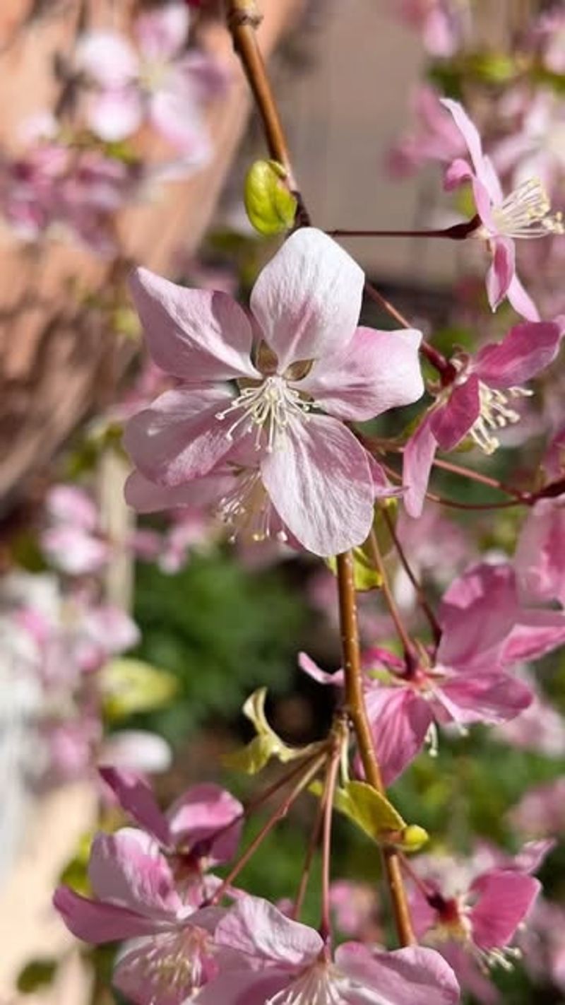 Crabapple (Malus Spp.)