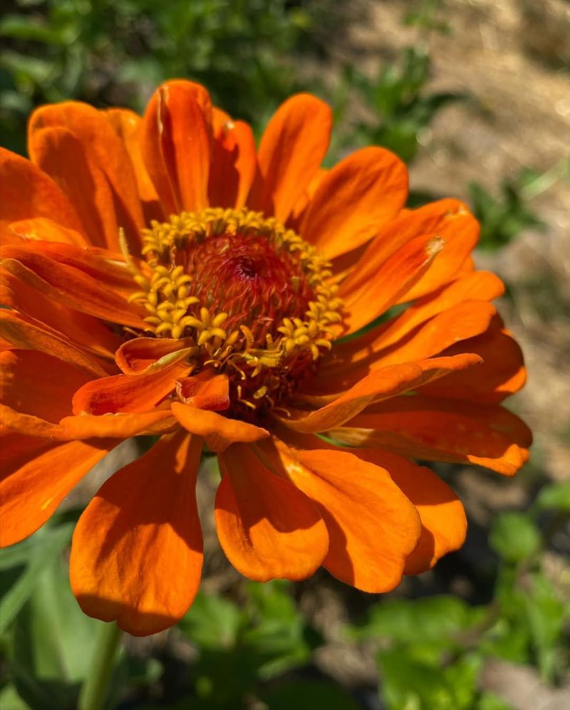 Burnt Orange Zinnia