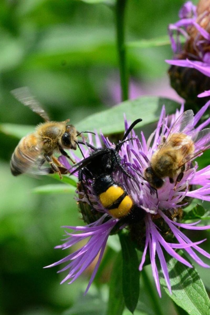 Foster a Healthier Garden Ecosystem