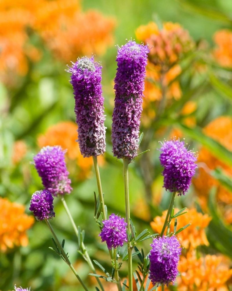 Native Plant Selection