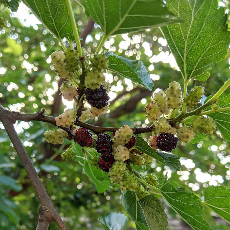 Invasive Fruit Trees