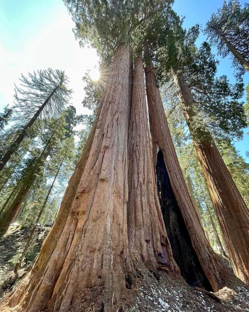 Giant Sequoia