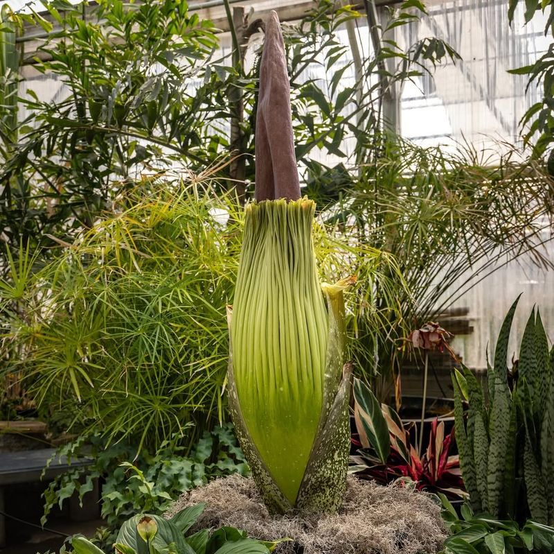 Corpse Flower