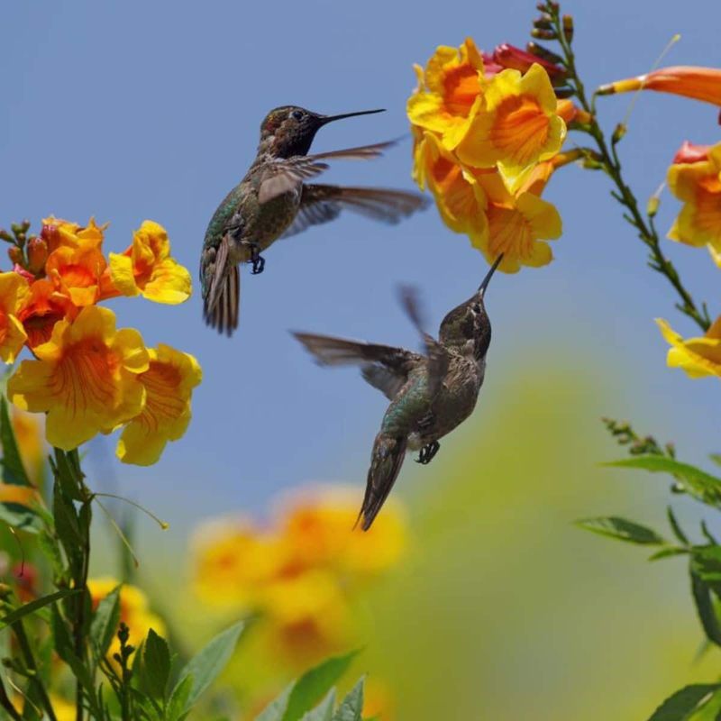 Strong-smelling insecticides