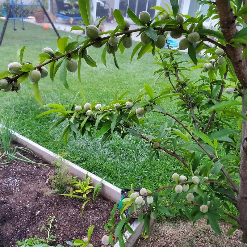 Thin Fruit Buds