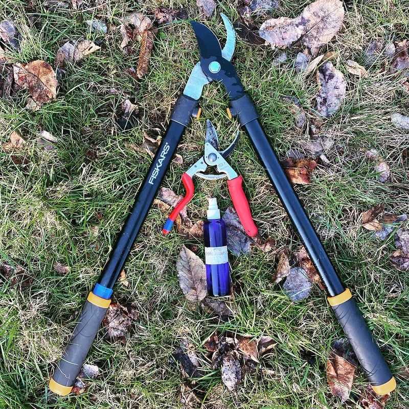 Disinfect pruning tools after each use