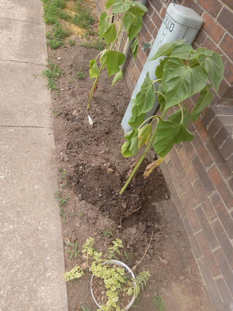 Avoid Mulch Buildup Against Stems